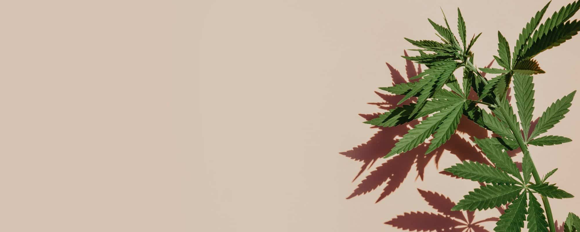 What Are the Most Common Weed Withdrawal Symptoms?